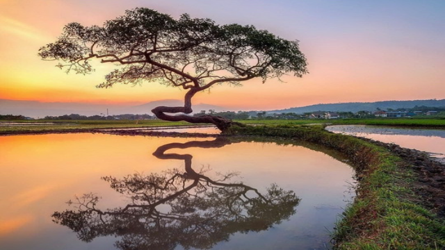 Pohon Pengantin Salatiga: Ikon Alam Romantis di Lereng Gunung Merbabu